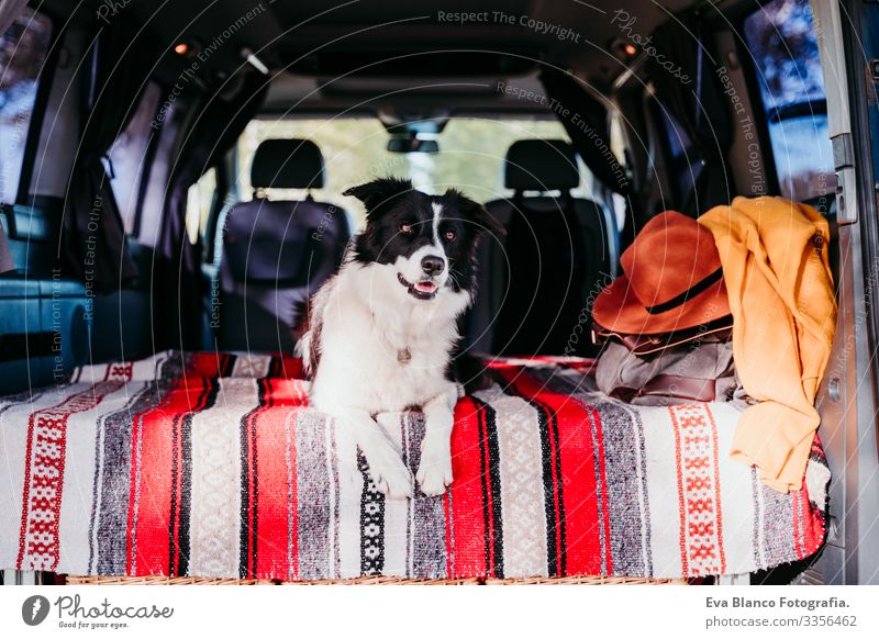 cute border collie dog relaxing in a van. travel concept Dog Friendship Van van life Vacation & Travel Traveling Together Woman Youth (Young adults) Modern