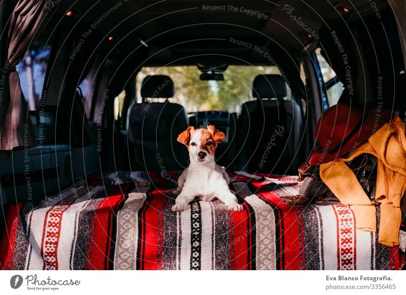 cute jack russell dog relaxing in a van. travel concept Cute Small Jack Russell terrier Dog Pet Van van life Vacation & Travel Traveling Friendship Together