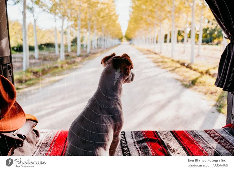 cute jack russell dog relaxing in a van. travel concept Cute Small Jack Russell terrier Dog Pet Van van life Vacation & Travel Traveling Friendship Together