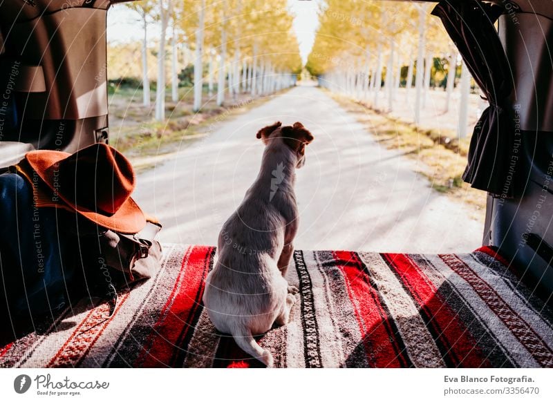 cute jack russell dog relaxing in a van. travel concept Cute Small Jack Russell terrier Dog Pet Van van life Vacation & Travel Traveling Friendship Together