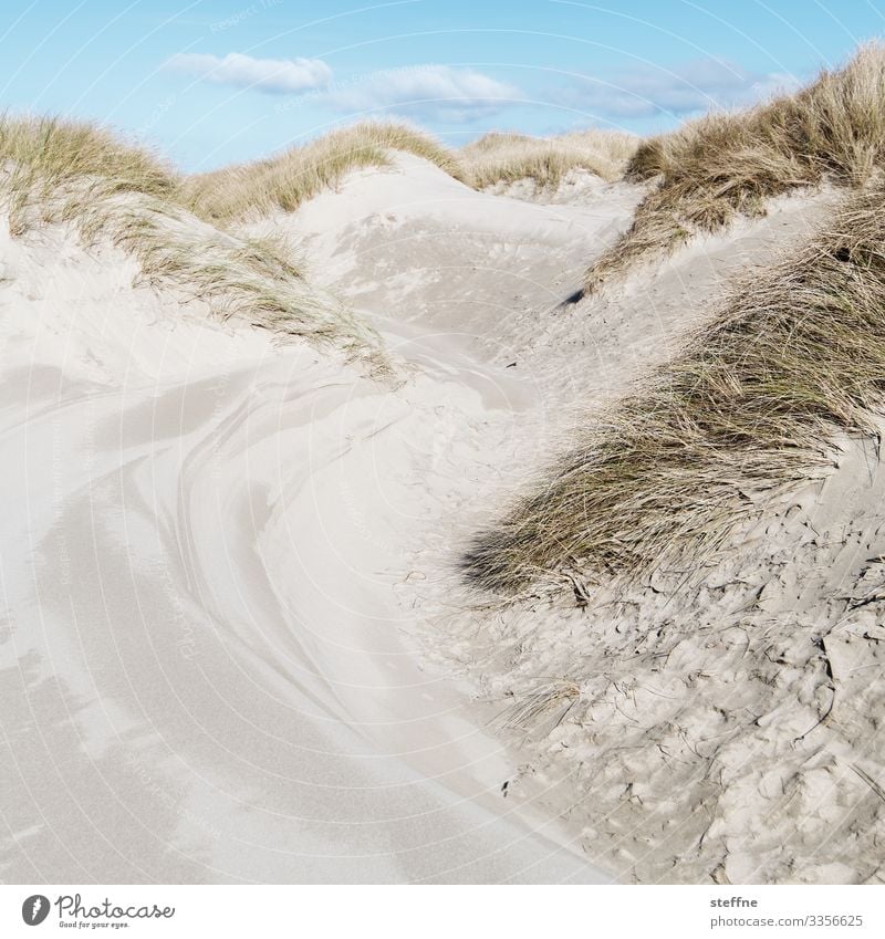 beach Nature Landscape Beautiful weather Wild Dune Beach dune Sand Ocean Vacation & Travel Camping Rough Marram grass Oregon Colour photo Subdued colour