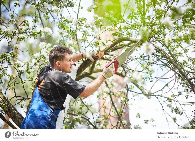 A man with a saw cuts a branch of a blooming apple tree Summer Garden Work and employment Gardening Tool Saw Man Adults Hand Nature Plant Tree Growth Green Cut