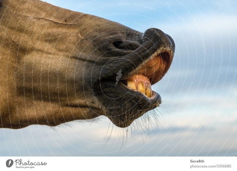 horse teeth on a background of blue sky close up Skin Mouth Lips Teeth Nature Animal Sky Horse Smiling Dark Natural Blue Yellow bad bad teeth care Dental care