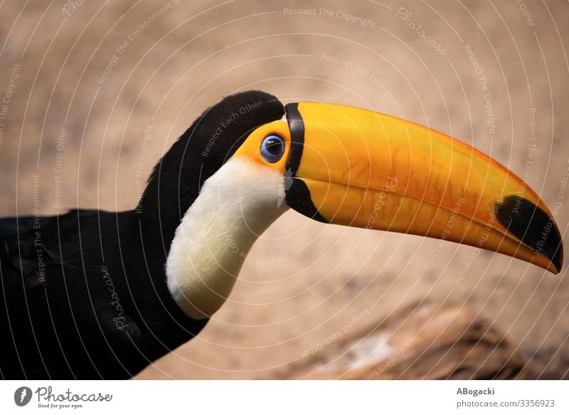 Toco Toucan Rainforest Bird Exotic Animal Virgin forest Animal face 1 Large Wild Yellow Orange Tucans Beak Ramphastos head big South america Ornithology