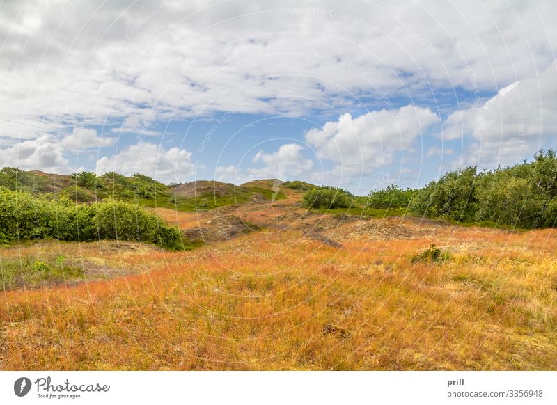 Spiekeroog in East Frisia Summer Island Nature Landscape Plant Coast Authentic East Frisland Friesland district Overgrown Germany Northern Germany