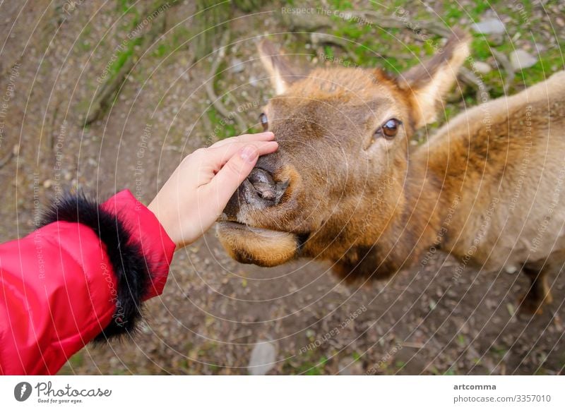 Girl stroking northern deer, close-up, zoo in Prague, Czech Republic animal brown close up cute czech republic feed fur girl green hand head mammal nature nose