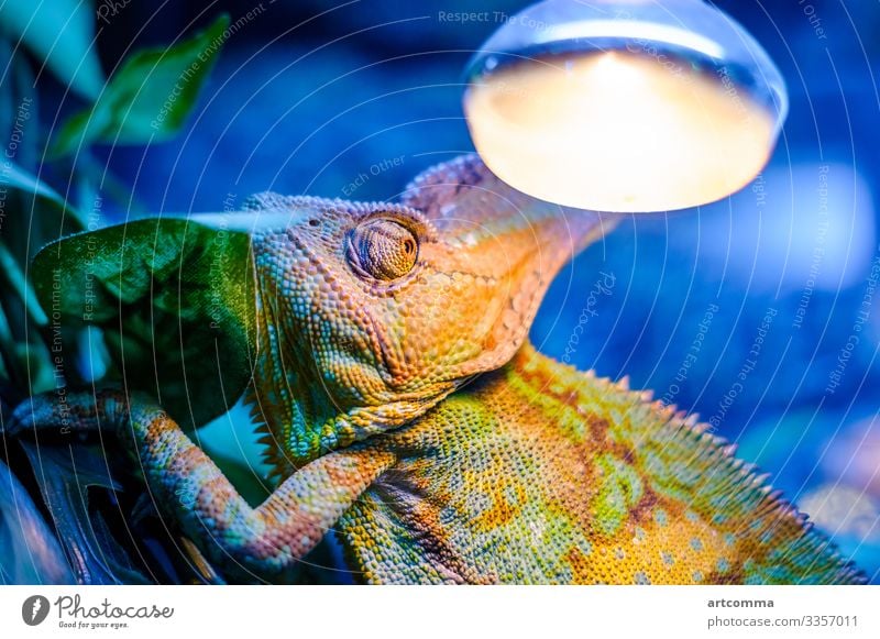 Green chameleon on blue background, bulb lizard green terrarium nature animal wildlife closeup tropical sitting bright change camouflage small body wilderness