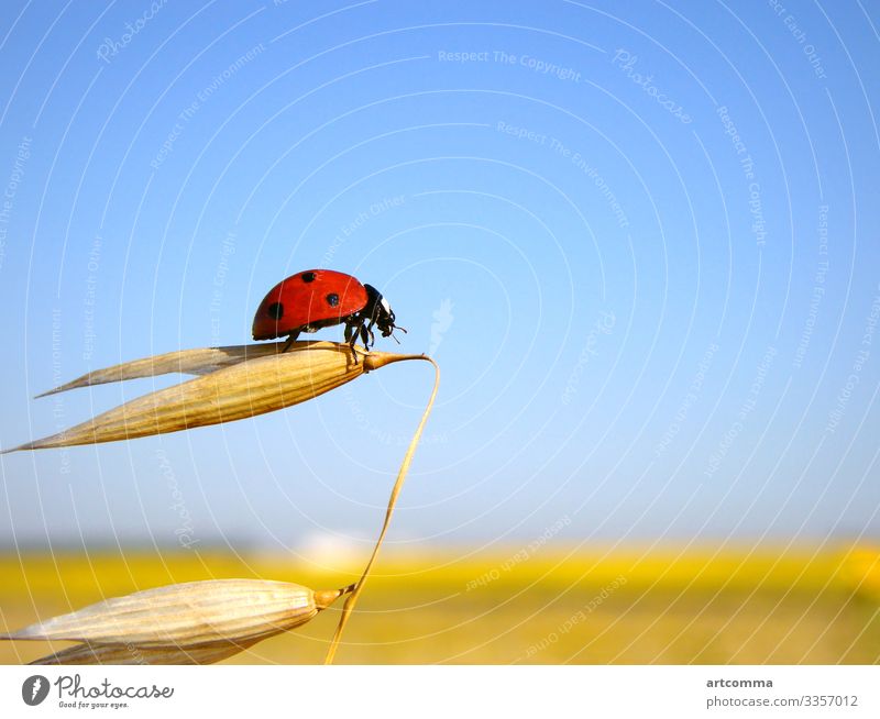 Ladybug prepares to flight, yellow field, clear sky animal brown closeup color dragon garden grass green green lizard lizard skin macro nature red book reptile