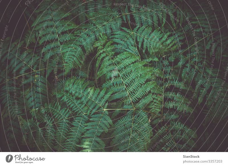 Fern leaf plant background Summer Garden Environment Nature Plant Grass Leaf Forest Growth Fresh Natural New Wild Green Colour fern ferns Zealand spring