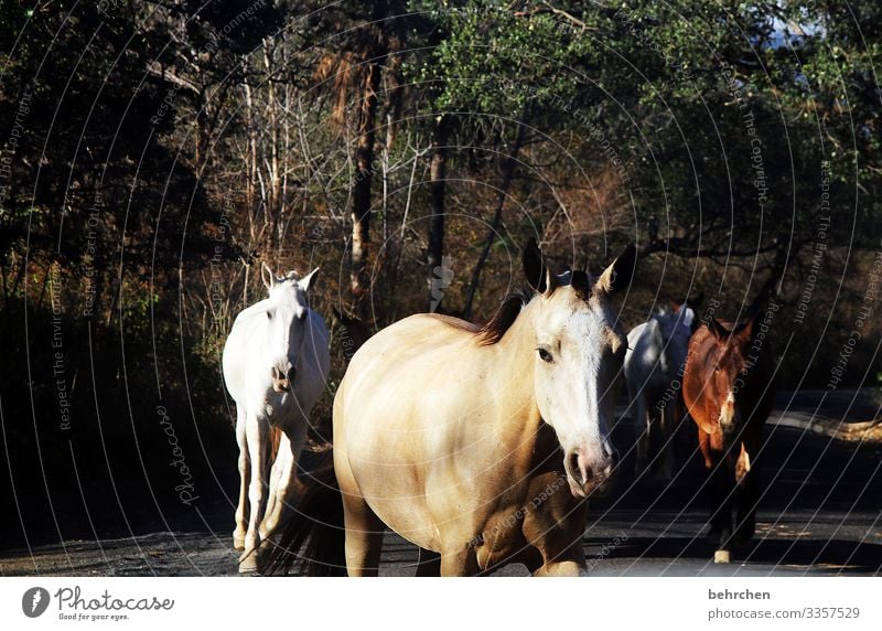 wild and free Bushes Fantastic Love of animals Environment Nature Trip Tourism Vacation & Travel Impressive Adventure Far-off places Freedom Landscape