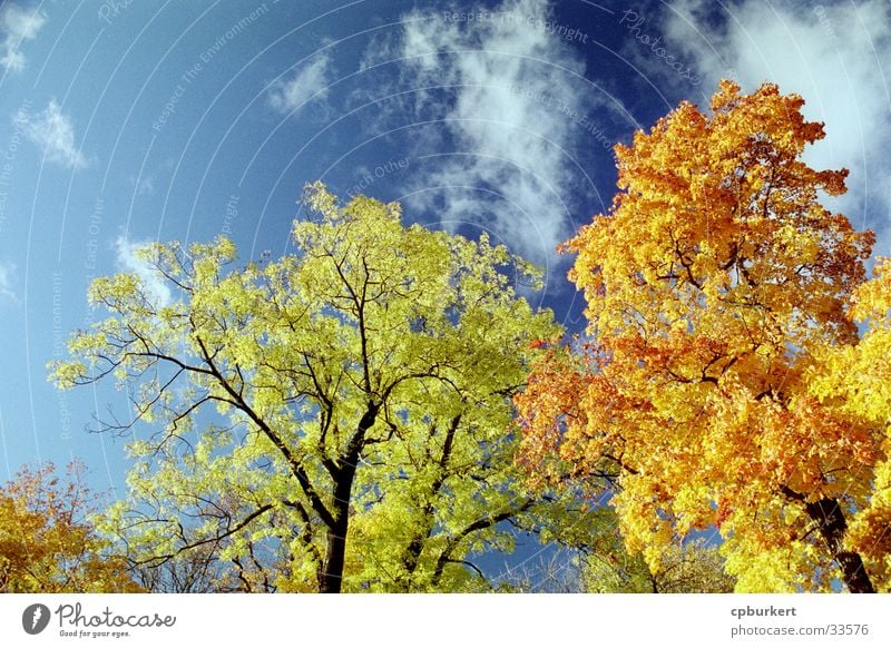 Autumn trees Clouds Leaf Stockholm flower Sky