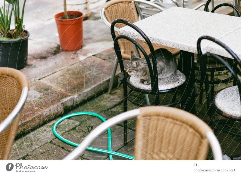 cat Furniture Chair Table Animal Pet Cat 1 Hose Flowerpot Observe Sit Authentic Café Restaurant Colour photo Exterior shot Deserted Day