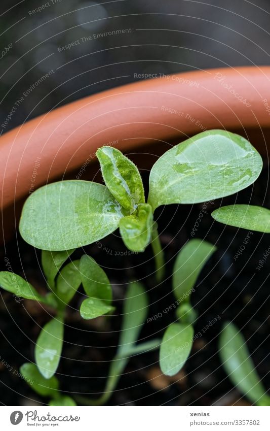 sprout seedling Flowerpot Earth Garden Nature Drops of water Plant flaked Instinct Sunflower Small Brown green Hope Environment Growth Seedlings Breed