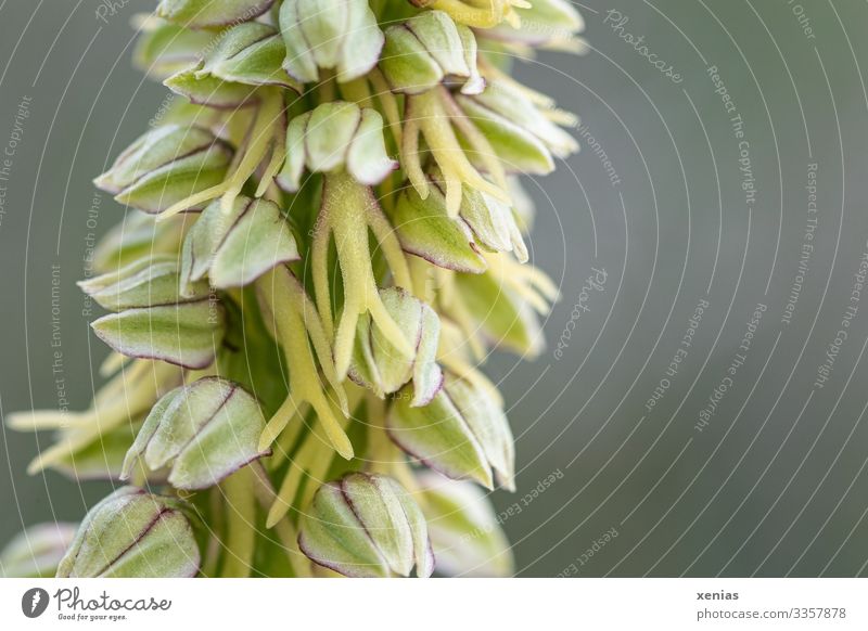 Hanging human, wild orchid, orchid as macro shot in front of a green background Orchid Plant Spring Ohnhorn Sepal Blossom Natural Green Climate red list