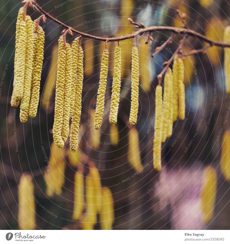 Hazelnut bush Nature Plant Animal Spring Blossom Natural Yellow Joy Beginning Colour photo Exterior shot Deserted Copy Space right Day Central perspective