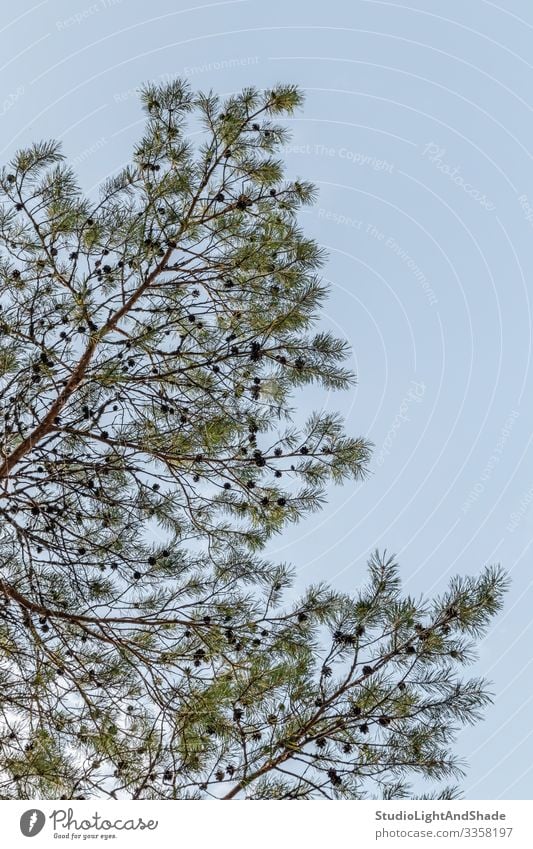 Pine tree branches against blue sky Summer Environment Nature Plant Sky Tree Park Forest Fresh Natural Clean Blue Green Colour coniferous Conifer Twig Evergreen