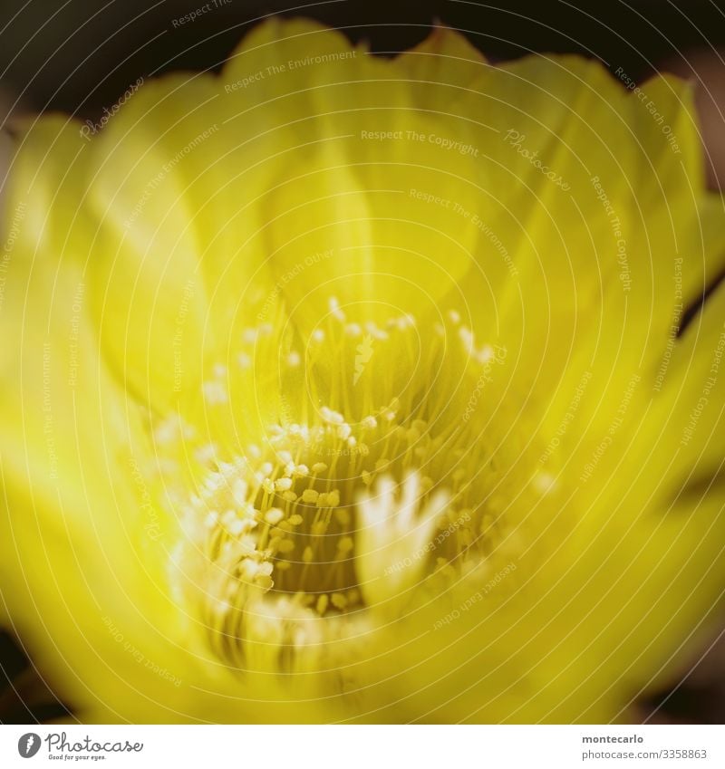 close-up macro of yellow cactus flower Nature Plant Blossom Leaf Foliage plant Wild plant Small Soft Natural Colour photo Macro (Extreme close-up) Close-up