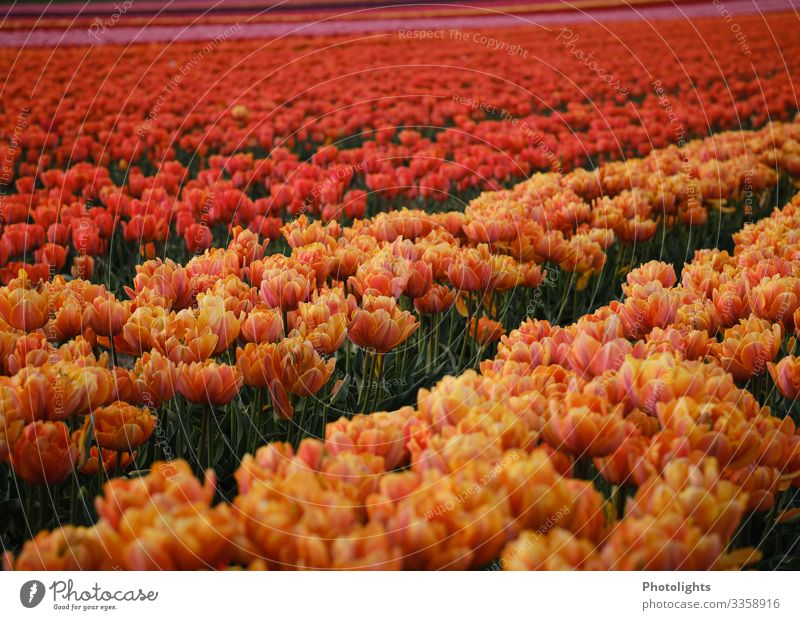 tulip sea Nature Landscape Plant Earth Spring Tulip Leaf Blossom Garden Park Field Elegant Long Natural Thin Multicoloured Yellow Green Orange Pink Red