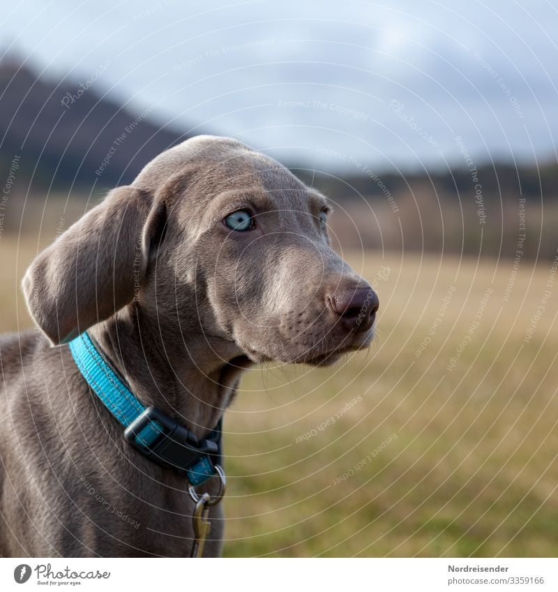 Weimaraner puppy discovers the world Puppy Dog Pet Animal Brown pretty Hound portrait Purebred Hunting Language Grass youthful joyfully Mammal Romp Small