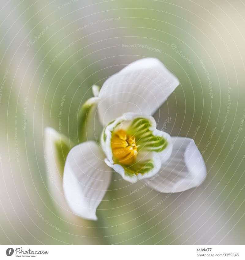 snowdrops Nature Plant Spring Flower Blossom Spring flowering plant Snowdrop Garden Blossoming Fragrance Colour photo Exterior shot Macro (Extreme close-up)