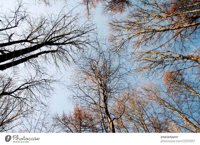 trees Leisure and hobbies Vacation & Travel Trip Environment Nature Sky Cloudless sky Winter Tree Field Forest Faded To dry up Blue Colour photo Exterior shot