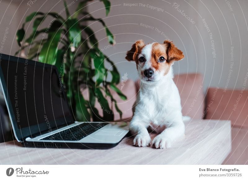 cute jack russell dog at home working on laptop office indoors pet technology computer screen website study typing keyboard space paw tablet pretty instructing