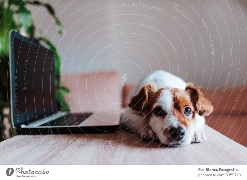 cute jack russell dog at home working on laptop office indoors pet technology computer screen website study typing keyboard space paw tablet pretty instructing