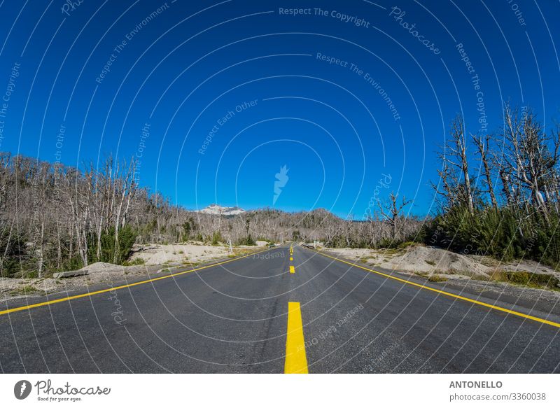 Road through the dead forest near the Puyehue volcano Vacation & Travel Tourism Adventure Far-off places Summer Environment Nature Landscape Earth Sky