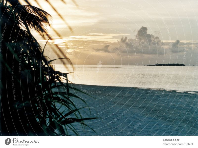 Maldives Beach Sunset Ocean Palm tree Water Island