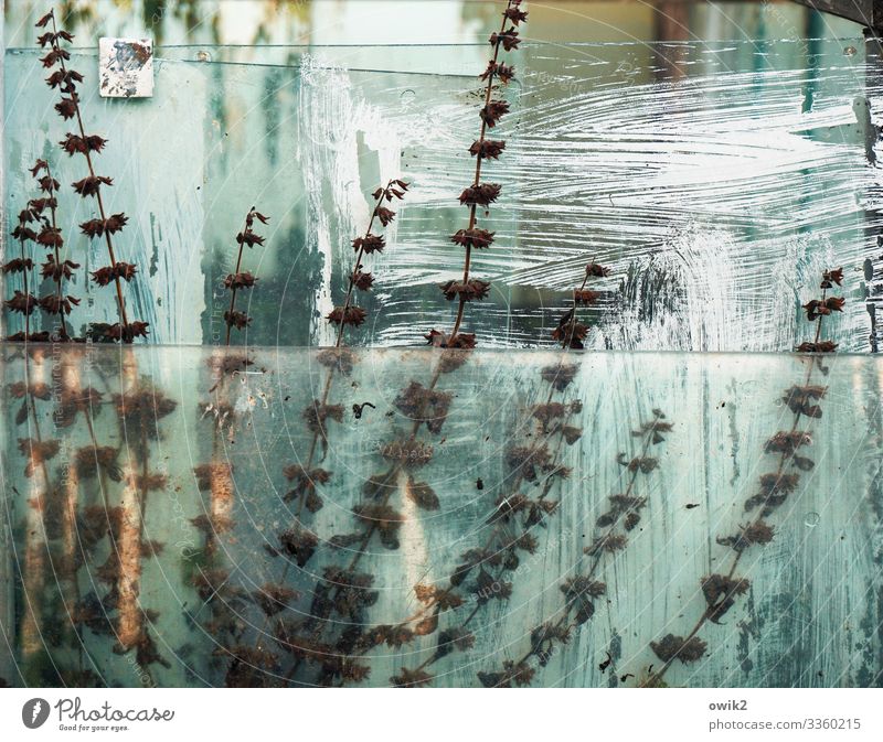 reverse painting on glass Autumn Plant Bushes Garden Pane Glass Old Trashy Wild Decline Past Transience Transparent Translucent Colour photo Exterior shot