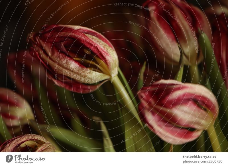 withered tulips red Plant Spring Flower Tulip Blossom Dark Authentic Natural Dry Green Red Sadness Grief Nature Transience Colour photo Interior shot