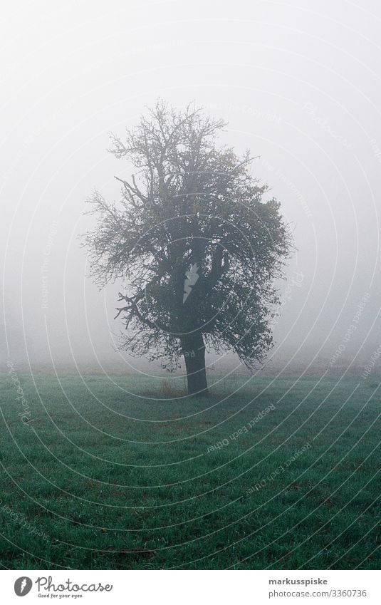 Foggy Morning Tree analog photography Analog analogue photography 35mm film photography Film Scan Leica R7 natural foggy tree morning meadow grass branch