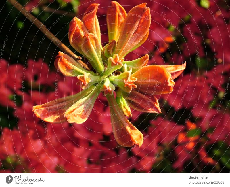 blossom Flower Blossom Plant Nature