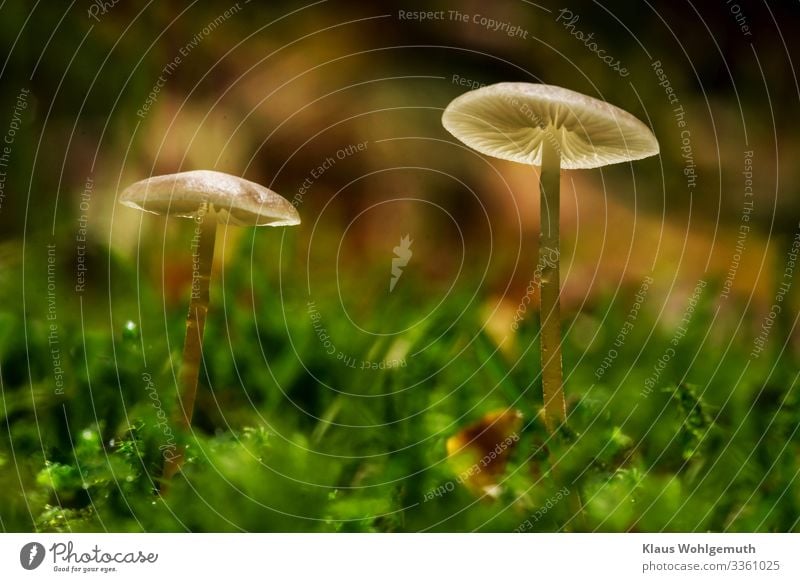 Kleine Pilze stehen im Moos und werden vom Gegenlicht durchleuchtet Food Mushroom Environment Nature Plant Drops of water Summer Autumn Moss Forest Stand Growth