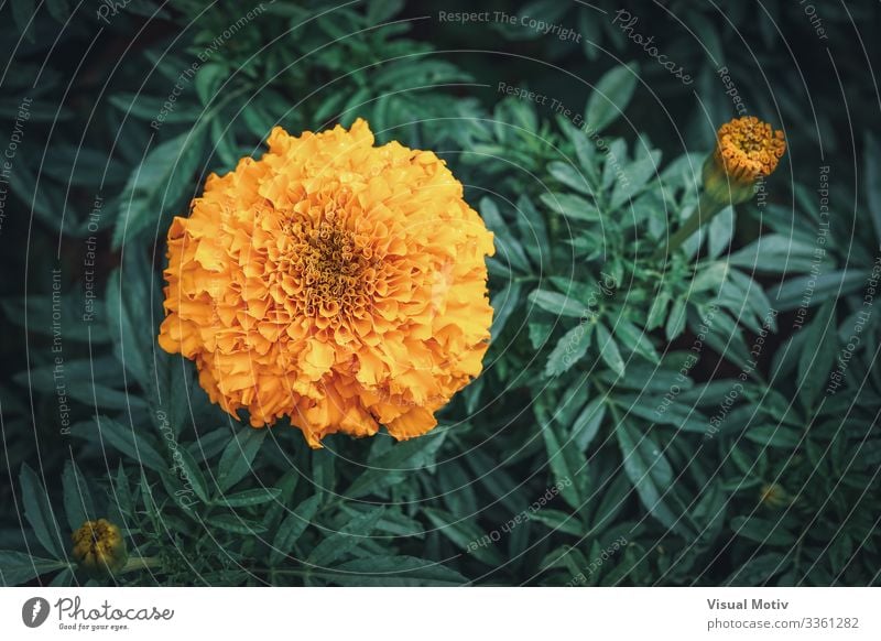 African marigold flower in a garden Elegant Beautiful Summer Garden Decoration Gardening Nature Plant Flower Leaf Blossom Park Meadow Blossoming Fresh Natural