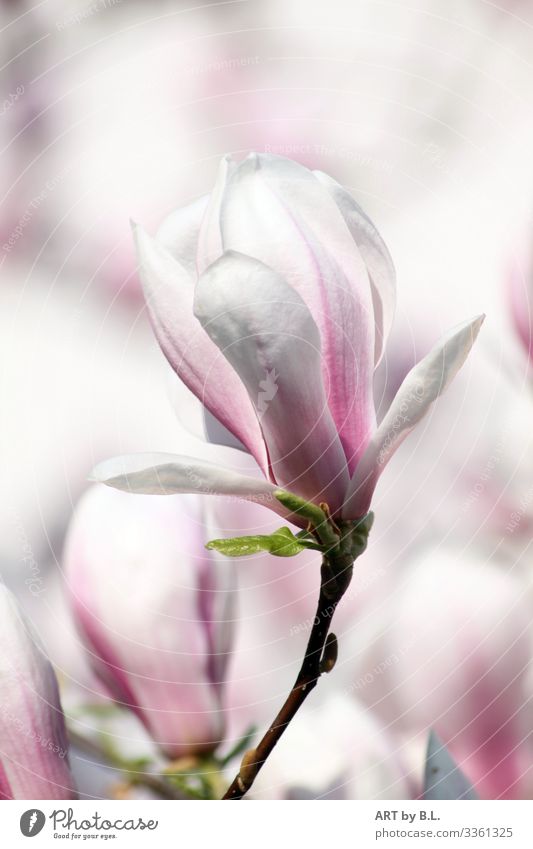 Magnolia Blossom Nature Plant Tree Magnolia tree Magnolia blossom Touch Blossoming Brown Violet Pink White Colour photo Exterior shot Close-up Detail