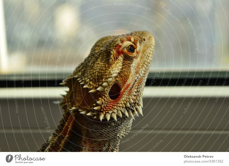 Beautiful bearded agama watching into window in closeup Skin Nature Animal Wild Brown Green Colour wildlife Reptiles background lizard eye colorful Tropical