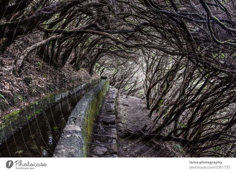 Levada - Wild path Lanes & trails overgrown Branches and twigs tree Channel Madeira hike Water Water supply Mystic Enchanted forest Fairy tale voyage Tourism