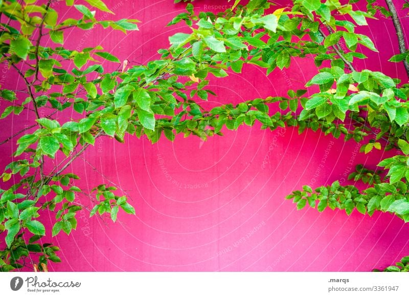 foliage Style Design Spring Summer Leaf Branch Wall (barrier) Wall (building) Illuminate Crazy Green Pink Joy Spring fever Colour Nature Allergy Colour photo