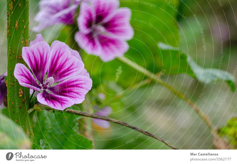 Purple mallow flower in natural background. Concept of nature. Tea Garden Nature Plant Spring Flower Blossom Wild plant Meadow Virgin forest Growth Natural