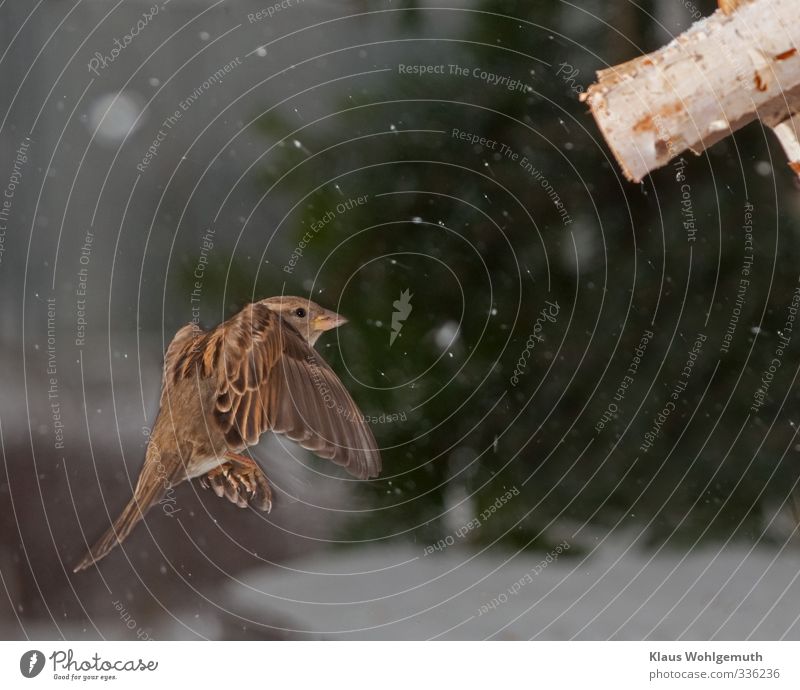 Female house sparrow landing at feeder, fine snowflakes are in the air. Animal Winter Snow Wild animal Bird Grand piano Claw 1 Flying Brown Green White Sparrow