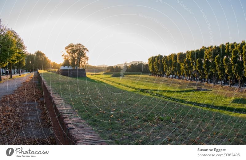 City wall Lucca Nature Landscape Plant Sunrise Sunset Beautiful weather Transience Dusk To go for a walk Lanes & trails Promenade Italy Tuscany Tree Evening sun