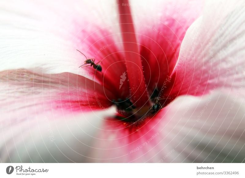 flowery restaurant Light Detail Pink pink Meadow Environment South Africa Day naturally Spring Macro (Extreme close-up) Ant Insect Animal Deserted Summer