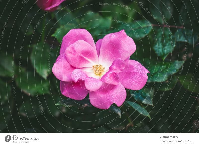 Little rose covered by dew drops Beautiful Fragrance Garden Nature Plant Drops of water Flower Blossom Park Fresh Small Natural Green Pink Colour rose petals