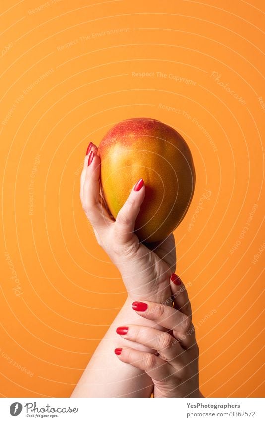 Hands holding a ripe mango. Fresh tropical fruit Fruit Dessert Organic produce Healthy Eating Feminine Cherish colorful diet food dietary dessert fresh fruit