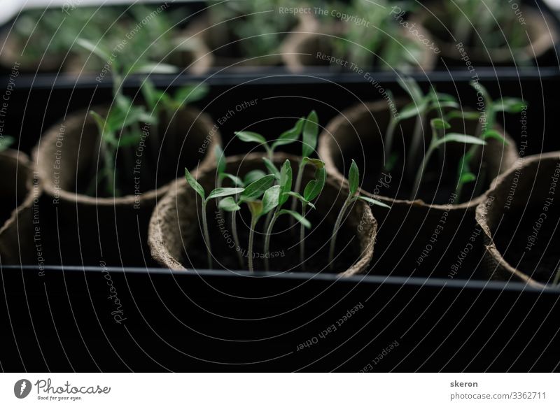 Early tomato seedlings grown from seeds at home on the windowsill. Peat pots for seedlings of agricultural crops. Concept: preparing for the summer season, a useful hobby for the elderly