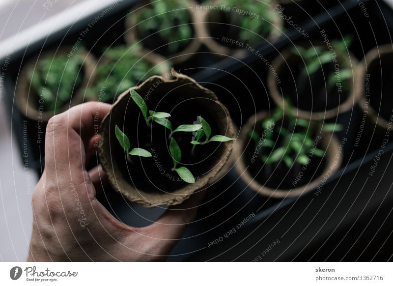 Early tomato seedlings grown from seeds at home on the windowsill. Peat pots for seedlings of agricultural crops. Concept: preparing for the summer season, a useful hobby for the elderly