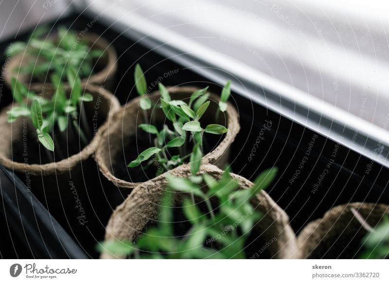 Early tomato seedlings grown from seeds at home on the windowsill. Peat pots for seedlings of agricultural crops. Concept: preparing for the summer season, a useful hobby for the elderly