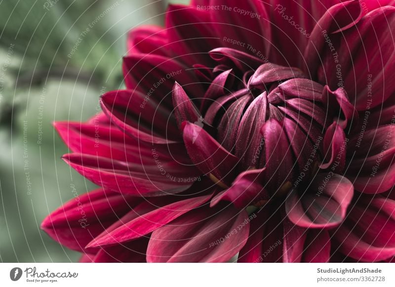 Blooming dark red dahlia Beautiful Summer Garden Gardening Nature Plant Flower Blossom Blossoming Dark Fresh Natural Red Colour Dahlia wine red cherry red