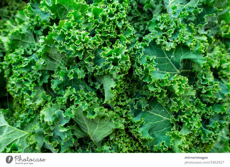 close up bunch of fresh healthy Curly kale leafy greens Food Vegetable Lunch Dinner Lifestyle Beautiful Healthy Healthy Eating Fitness Wellness Summer Garden